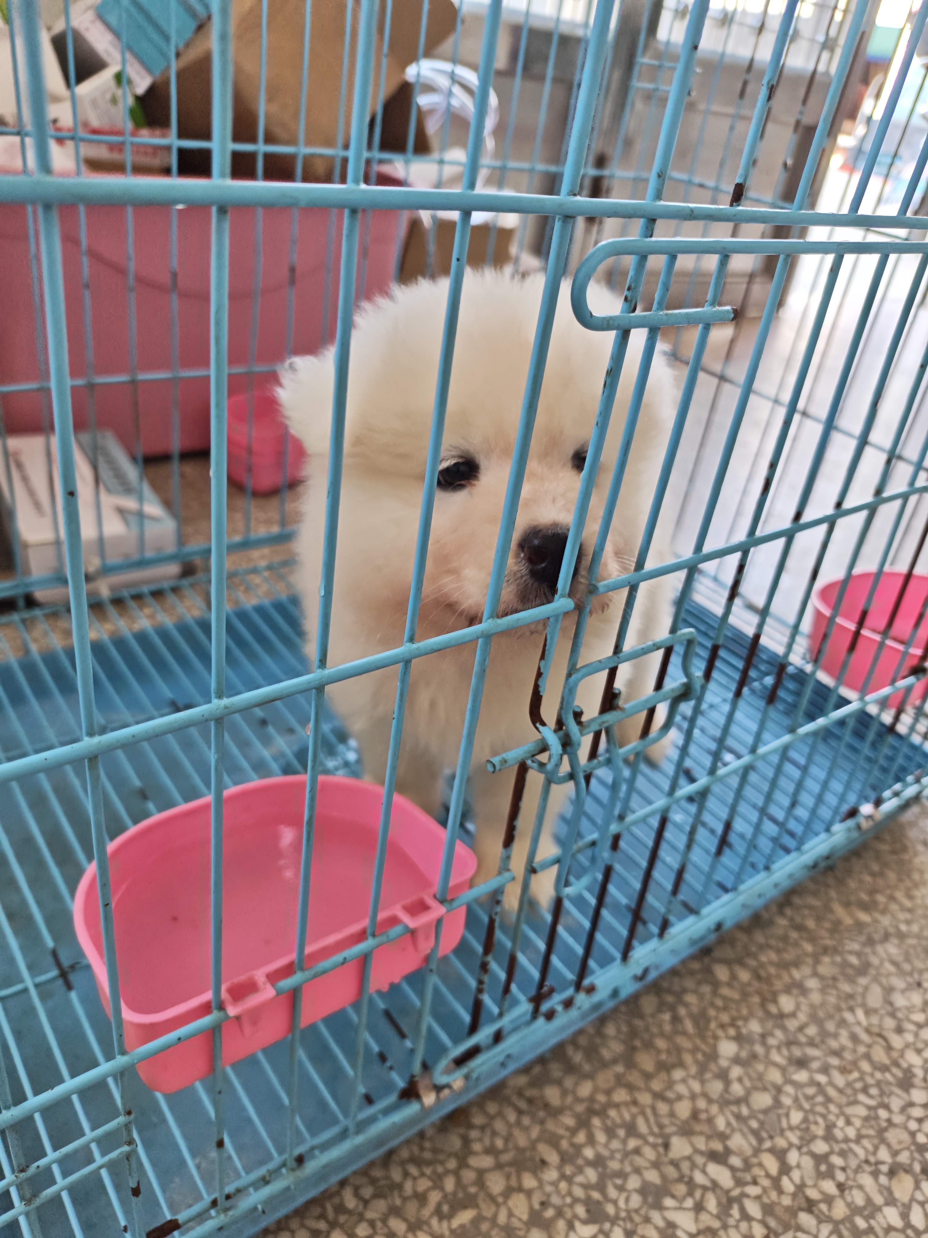 萨摩耶妹妹800